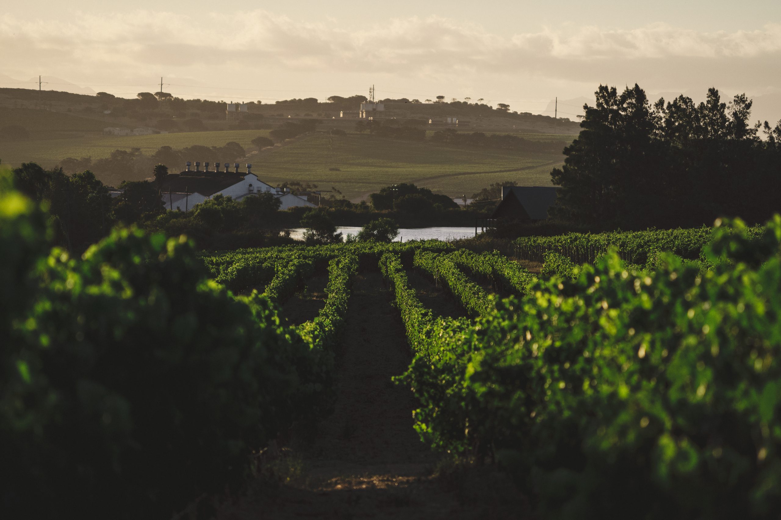 Corporate retreat in the Cape Winelands featuring luxury accommodation, wine estate experiences and curated team-building activities designed by MSM Experiences