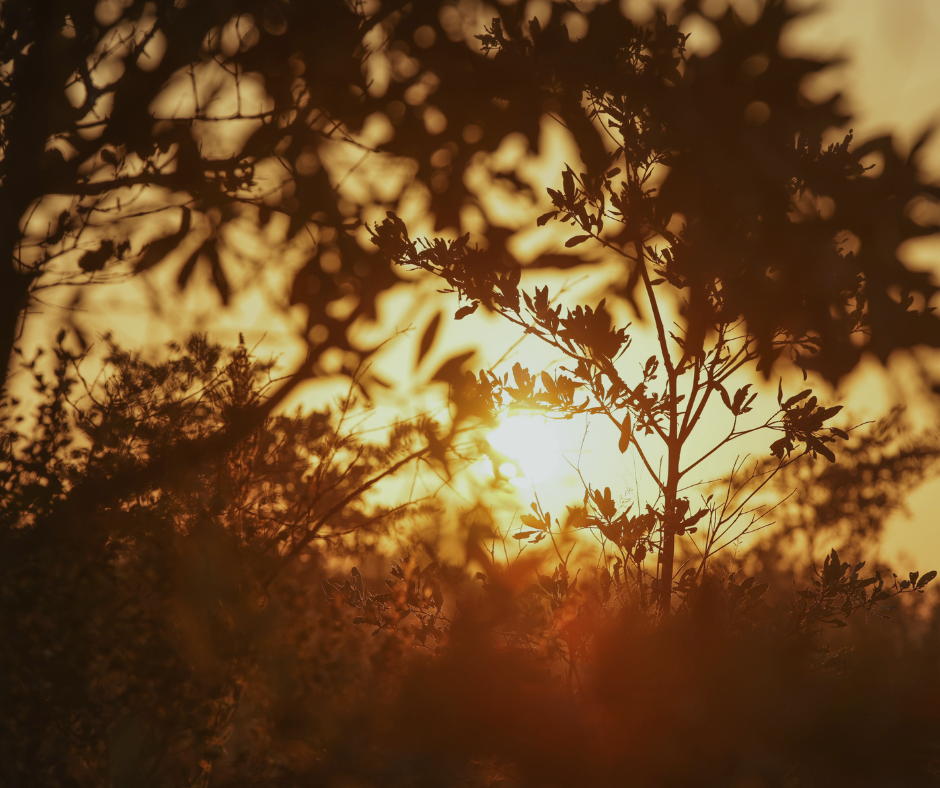 Established expertise in corporate event and luxury travel management across Africa