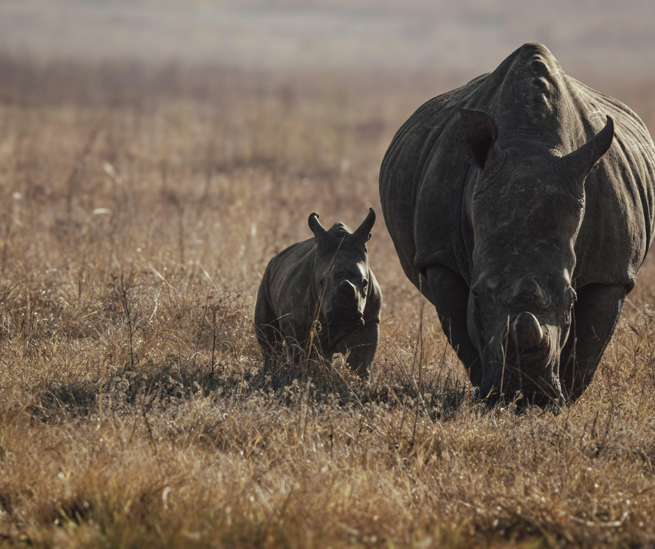 Corporate guests participating in a wildlife conservation experience in South Africa